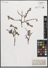 Foto von Salix L.